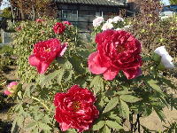 �ڂ���i�g�j