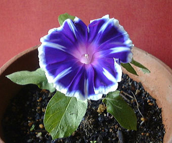 ���������P