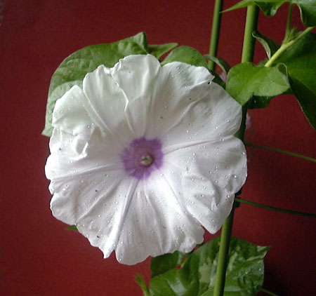 ���������Q