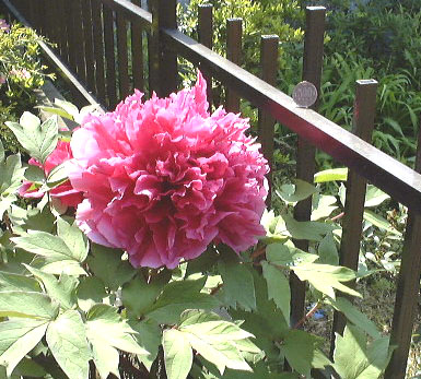 �傫�����