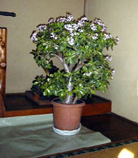 ���̂Ȃ�ؔ��A��