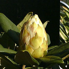 ���m���Ⴍ�Ȃ��Q