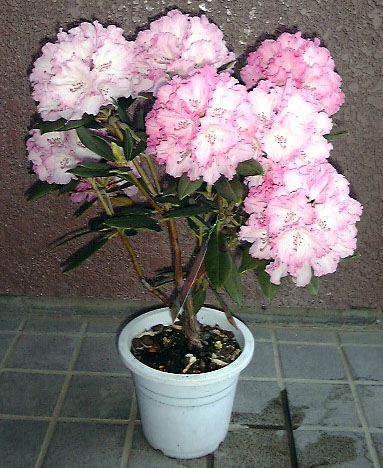 ���m���Ⴍ�Ȃ��S�̂Q