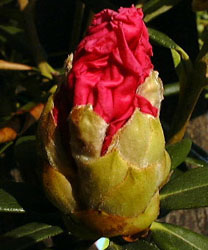 ���m���Ⴍ�Ȃ��J�Ԓ��P