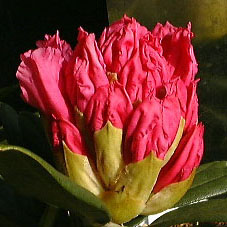 ���m���Ⴍ�Ȃ��J�Ԓ��Q