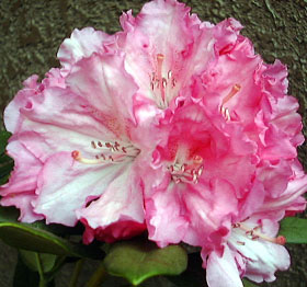 ���m���Ⴍ�Ȃ��P�[�J��