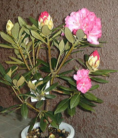 ���m���Ⴍ�Ȃ��S��