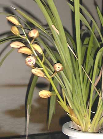 �V���s�W���[���Q