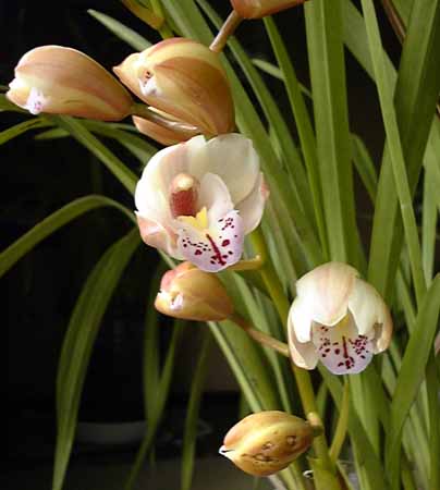 �V���s�W���[���J�Ԓ�