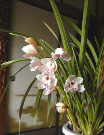 �V���s�W���[���J�ԁi�S�́j