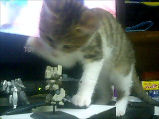 ねこぱんち