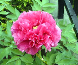 �ڂ���P��