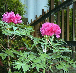 �ڂ���S��