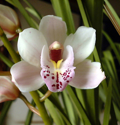 �V���s�W���[���ԂP��