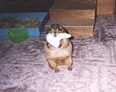 ŉāEEE