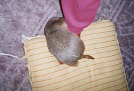 oȂ畉Ȃ