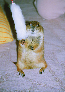 oA킢Vł