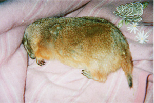 XXc