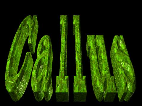 callus